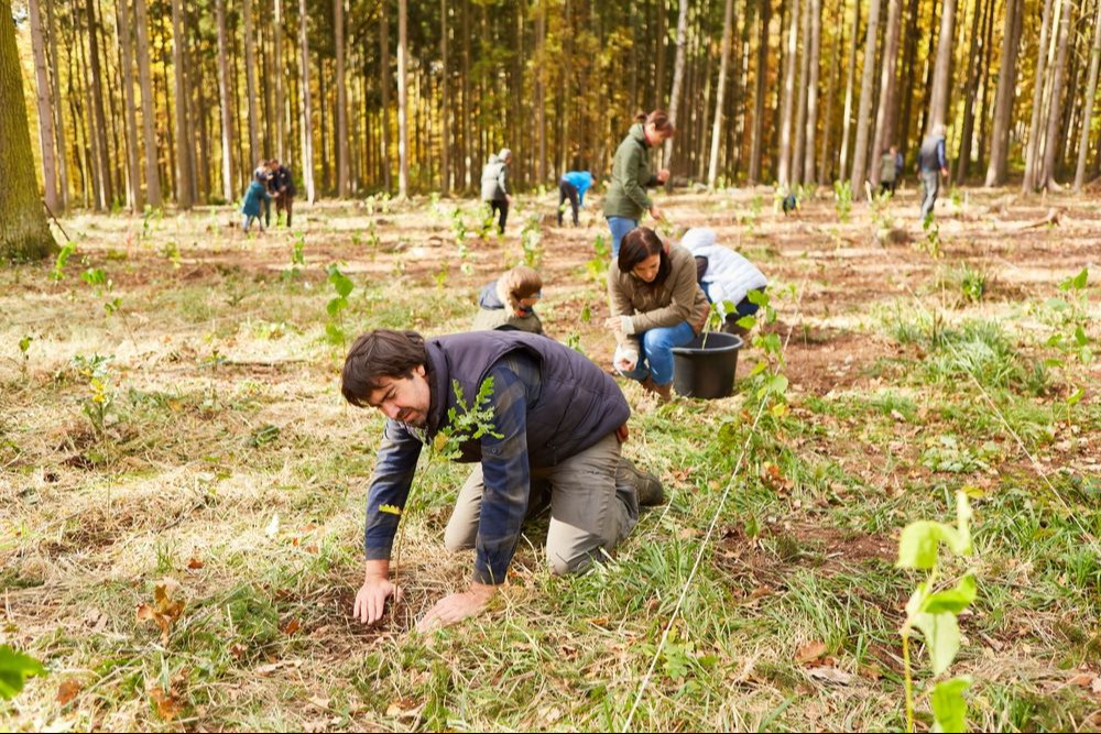 Group of volunteers plant trees in the forest as a sustainable conservation project Group of volunteers plant trees in the forest as a sustainable conservation project