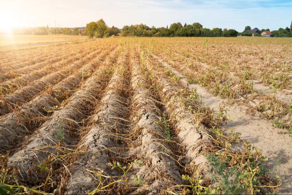 n the hot summer, the dryness destroys the cultivated plants. The plants are dried up in the rows on the dry, crusty soil. n the hot summer, the dryness destroys the cultivated plants. The plants are dried up in the rows on the dry, crusty soil.